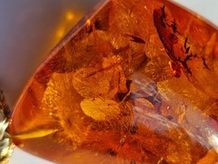 Amber. Thick. Many fossil inclusions. Latvia. Pendant on gold tone chain.