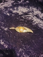 Vintage Gold Tone Brooch Leaf Feather White Bead Prong Ornate Jewelry Costume