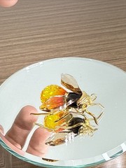 Vintage Daniel Swarovski Solid Sterling Silver GP Bumblebee Brooch Rare Box/coa