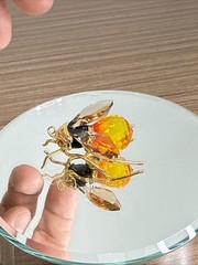 Vintage Daniel Swarovski Solid Sterling Silver GP Bumblebee Brooch Rare Box/coa