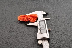 Red Coral OBIDOME carved “Rose” and Certificate ( 56mm ( 2.20in) total 121.5ct).