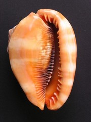 Very RARE Surviving Cameo Marbro Marked & Signed by Martinelli Bros Co 1931-1943