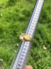 Vintage Uncas 18kt Gold Plated Ring Size 9