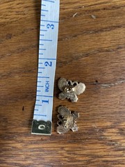 Vintage 90s Avon Gold Rhinestone Butterfly Stud Earrings