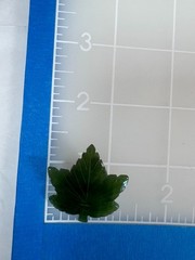 Vintage Carved Green Nephrite Jade Stone Canadian Maple Leaf Brooch Pin