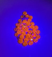 HATTIE CARNEGIE Signed Orange AB UV GLOW Glass Bead Necklace VTG 17.75” 41g HTF