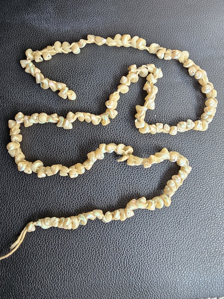 Antique Tasmanian Tronchus Shell Cream Iridescent Strand 30″