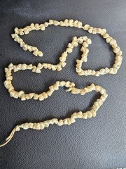 Antique Tasmanian Tronchus Shell Cream Iridescent Strand 30″