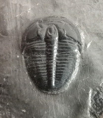 Trilobite fossil pendant gold rimmed metal teardrop shape, large