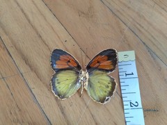 Vintage Butterfly Brooch 2 Inches Yellow Orange Gold Dipped Edging