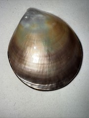 Vintage Shell Gold Trimmed Large Scarf Clip 3.5 Inches NICE