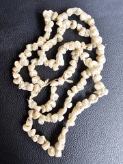 Antique Tasmanian Tronchus Shell Cream Iridescent Strand 30″