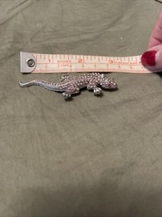 Gecko Lizard Brooch Pin Rhinestones And Great Pin Vintage No Brand