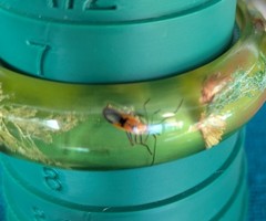 VINTAGE LUCITE BUG ANT INSECT BOTANICAL BANGLE BRACELET ORIG GOLD FOIL STICKER