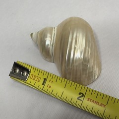Vintage Danecraft Faux Glass Pearl Necklace Removable Shell Pendant 36 In Signed