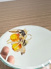 Vintage Daniel Swarovski Solid Sterling Silver GP Bumblebee Brooch Rare Box/coa