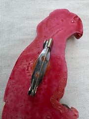 Vintage 1940s-1950s Celluloid Parrot Brooch • Large Colorful Painted Bird Pin