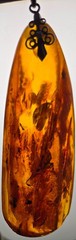 Vintage Brown Natural Amber Pendant from Latvia