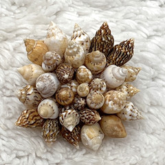 Vintage Sea Shell Jewelry Set Brooch Clip On Earrings Beach Mermaid