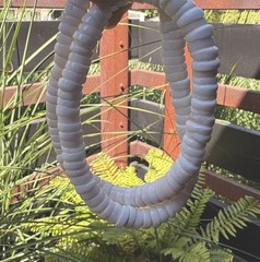 9-10mm 70’s HAWAIIAN PUKA SHELL Necklace 19 inch men/women’s