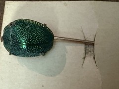 Vintage Brazilian Lucky Bug Scarf Pin w/ Original Box & Chicago Sunday Examiner