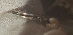Vintage 1957 Japanese Cultured Akoya Pearl Necklace W/Sterling Clasp 16″ Cream