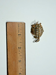 Vintage Les Bernard Turtle Brooch Gold Tone Rhinestone Signed Pin