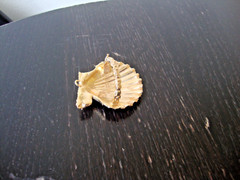 VTG HANDMADE NATURAL LACQUERED SEASHELL GOLD PLATED HINGED DRESS/SCARF CLIP