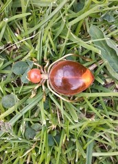Vintage Russian USSR Baltic Amber Ant Bug Brooch Pin Gold Tone Spider Signed