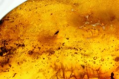 VINTAGE/ ANTIQUE GENUINE BALTIC AMBER BROOCH WITH FOSSIL INSECTS 19.5g