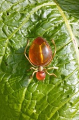 Vintage Russian USSR Baltic Amber Ant Bug Brooch Pin Gold Tone Spider Signed
