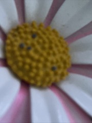 Vintage Pink And White Daisy Enamel Brooch