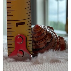 VTG Ring Brown Natural Turbo Shell Hand Carved in One piece Pinky Finger Sz.3