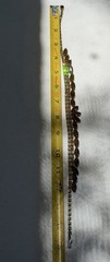 Vintage Two tone Brown Rhinestone Necklace Jewelry