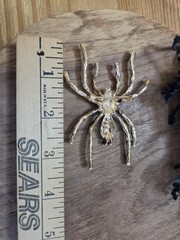 Jeweled Spider Brooch Gold Tone Enamel Green/ Black Large 3.5 in