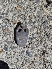 Vintage Trilobite/Amber Pendant Set In Sterling Silver.