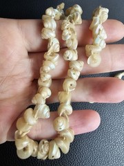 Antique Tasmanian Tronchus Shell Cream Iridescent Strand 30″