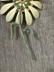 Daisy Flower Metal Rare Curved Petals Creme Orange Enamel Vintage Brooch