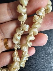Antique Tasmanian Tronchus Shell Cream Iridescent Strand 30″