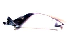 Anna Halasi for Georg Jensen Mid Century Modern Sterling Silver Fish Brooch