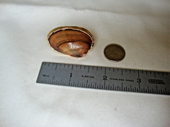 VTG HANDMADE NATURAL LACQUERED SEASHELL GOLD PLATED HINGED DRESS/SCARF CLIP