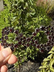 Antique Faceted Glass Or Garnet Gemstones Huge Broken Bow Brooch Pin READ