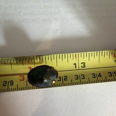 Antique Victorian Egyptian Revival Scarab Jewel Beetle Stick Pin circa 19th Cent