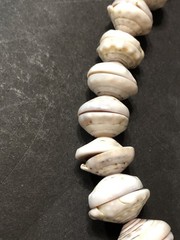 Puka Shell Necklace Hawaiian Lei Graduated 9 mm to 17 mm 17 in Length – Vintage