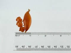 Vintage Russian Amber Factory Lily Of The Valley Amber Pin Brooch DAMAGED