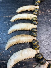 Vintage Nepal Shell Tusk Necklace • Himalayan Tribal Statement Necklace • Handc