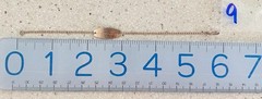 Vintage Cynthia ID Identity Bracelet Sterling Silver Engraved Petite 6″ Long