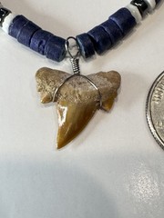 Fossil Shark Tooth 0.65” Possible Sand Tiger Wire Wrapped Blue Shell Necklace
