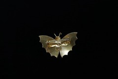 Women’s Vintage Butterfly / Moth Carved Mother Of Pearl Shell Gold Tone Brooch