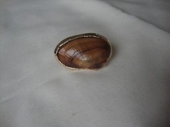 VTG HANDMADE NATURAL LACQUERED SEASHELL GOLD PLATED HINGED DRESS/SCARF CLIP